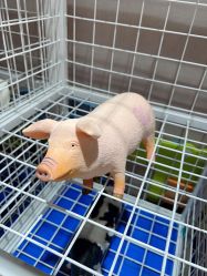 -卡通尼·Safari非洲探索乐园·生日会(金桥国际商业广场店)