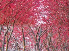 -合肥滨湖国家森林公园