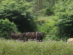-黄埔油麻山森林公园