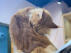 -爪爪喵星球·猫舍(卓悦中心店)