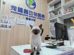 -宠福鑫康馨动物医院·骨科·眼科