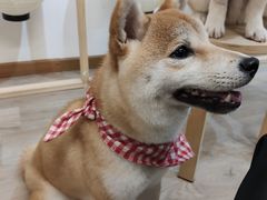 可可-柴迷FANS CLUB·柴犬狗咖·猫咖