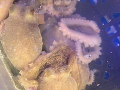 -四海蒸鲜蒸汽海鲜自助(北戴河店)