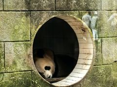 -中国大熊猫保护研究中心雅安碧峰峡基地