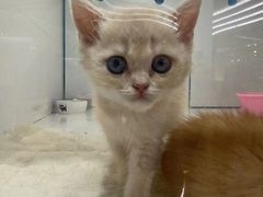 -1013 PET SHOP精品宠物商店(丁香店)