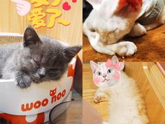 -屋虎猫馆(宝安大仟里店)