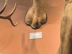 -浙江自然博物院(杭州馆)