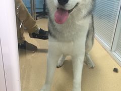 -瑞派·关忠动物医院·猫专科·犬专科(三环新城店)