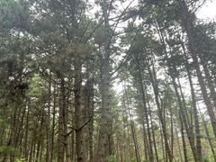 -帽儿山国家森林公园