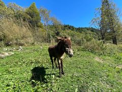 -武陵山森林公园