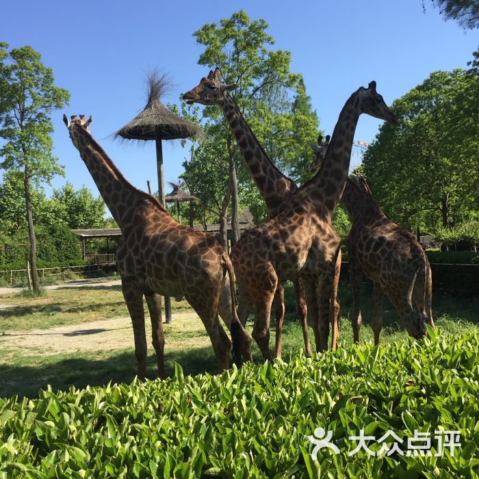 上海野生动物园图片-北京动物园-大众点评网