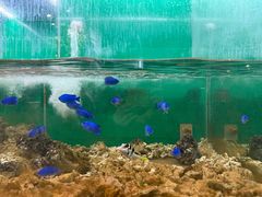 -上海大自然野生昆虫馆(东方明珠·爬宠昆虫探索中心)