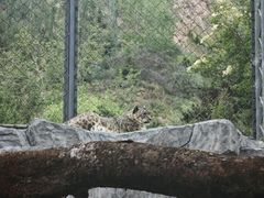 -青藏高原野生动物园
