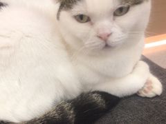 -喵园·猫主题咖啡厅·撸猫·猫咖(国贸店)