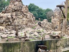 -合肥野生动物园