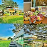中山新开的…被问爆了！！拥有一大片稻田🌾