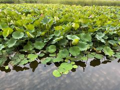 -前关湿地公园