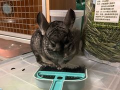 -立德动物医院·异宠·CT·鹦鹉(天河店)