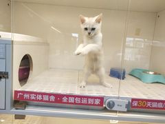 -lincat·猫舍(广州店)