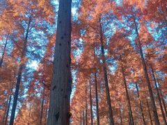 -黄海国家森林公园