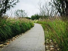 -白鹭湾湿地公园