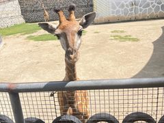 -泉州海丝野生动物世界