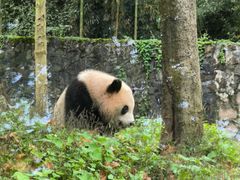 -都江堰中华大熊猫苑