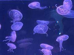 -欢乐海岸海洋奇梦馆