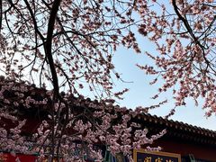 -桃花堤公园