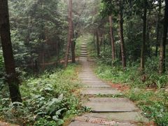 -铁山坪森林公园