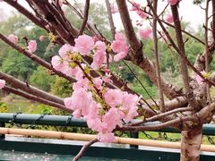 -观澜湖生态运动公社
