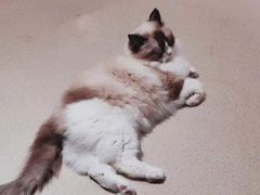 -藏猫猫咖啡主题馆(中央大道店)