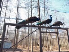 -黄海国家森林公园