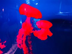 -迪拜水族馆及水下动物园