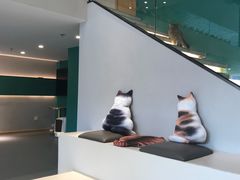 -飞行喵MR PILOT|猫舍·猫咖(静安大融城店)