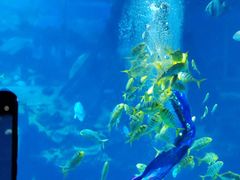 -太平洋海底世界