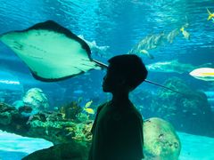 -瑞普利水族馆