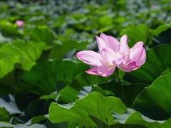 -荷塘月色湿地公园·向阳花洲
