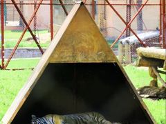 -横道河子东北虎林园