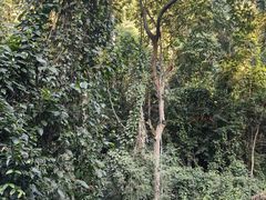 -西双版纳原始森林公园