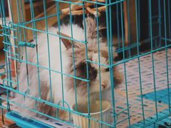 -志龙皇冠吃货椰子铺