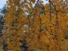 -四川大学(华西校区)