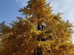 -千年银杏谷文化旅游区