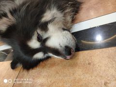 -more than meow吴止猫主题餐厅(承德 中船汇店)