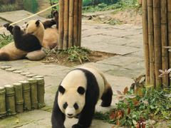 -中国大熊猫保护研究中心雅安碧峰峡基地
