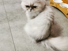 -团子家猫咪猫咖馆·柯基·柯尔鸭