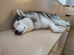 -Husky Go! 哈士奇体验馆·宠物咖啡厅狗咖