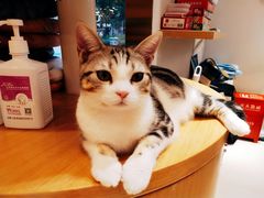-飞行喵MR PILOT|猫舍·猫咖(静安大融城店)
