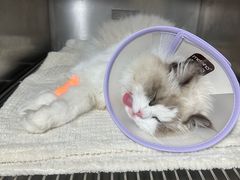 -四月宠物医院·猫专科·心脏专科·内科(转塘店)