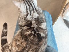 -飞行喵MR PILOT|猫舍·猫咖(静安大融城店)